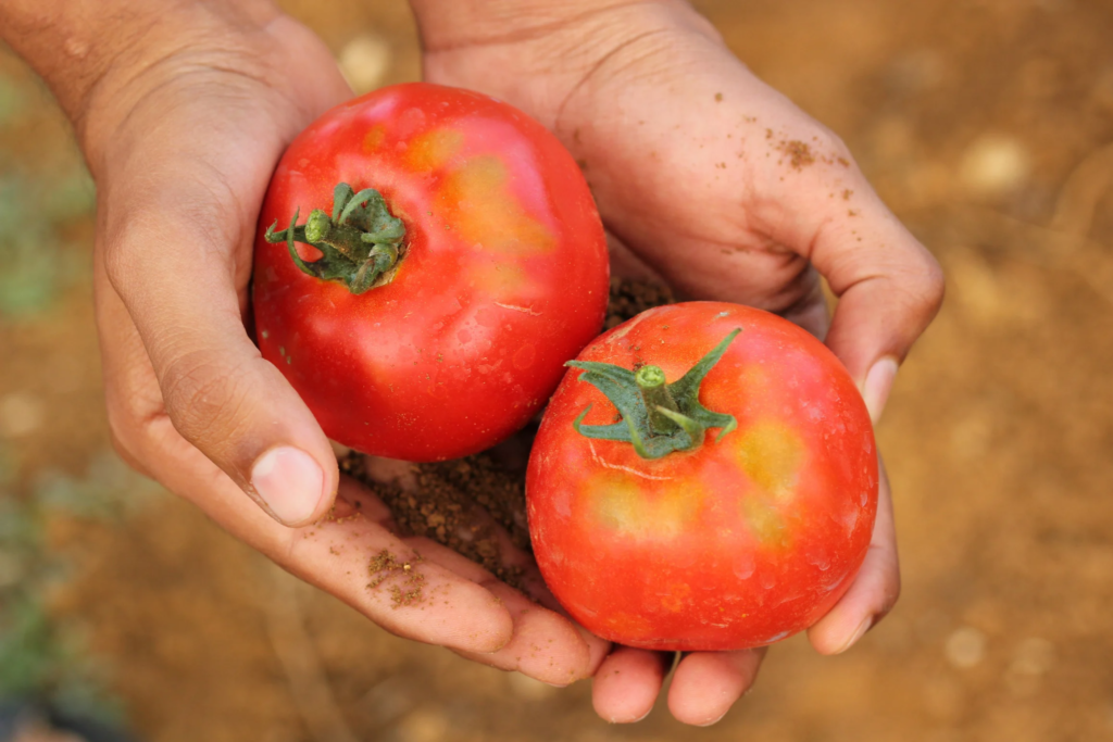 most of agricultural exports