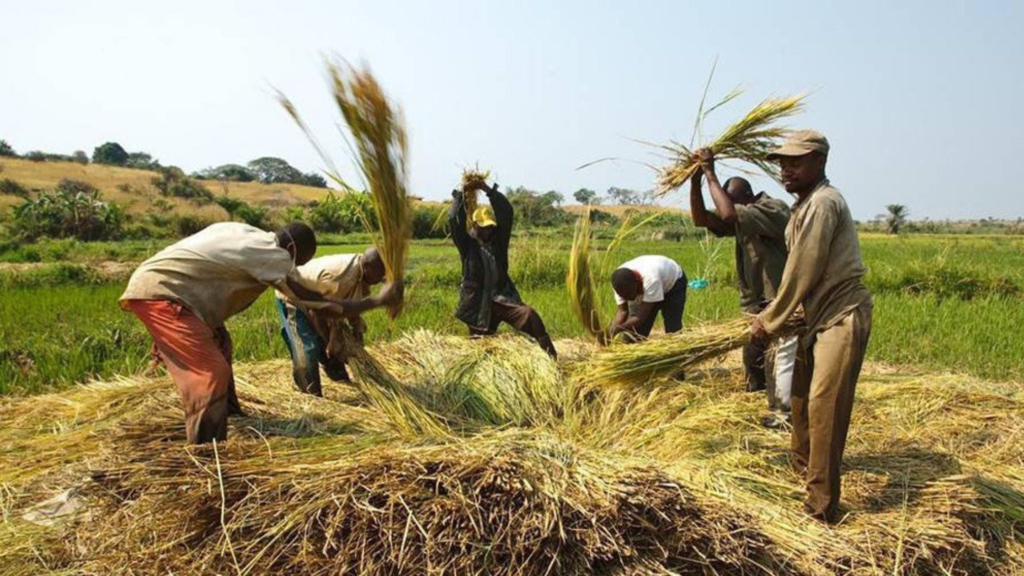 indian agricultural produced harvesting