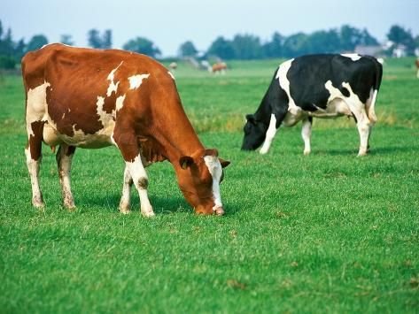 animal Husbandry is becoming an impotant business in