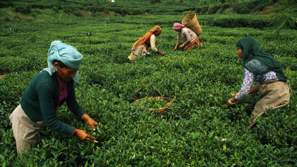 labor while picking tea leaves